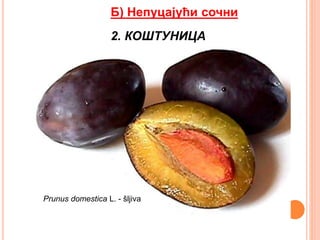 Б) Непуцајући сочни
2. КОШТУНИЦА
Prunus domestica L. - šljiva
 
