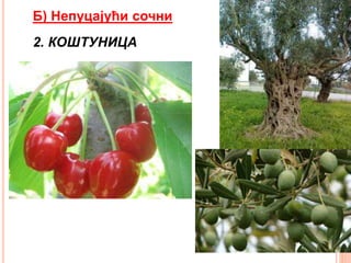 Б) Непуцајући сочни
2. КОШТУНИЦА
 