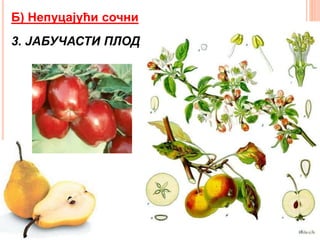Б) Непуцајући сочни
3. ЈАБУЧАСТИ ПЛОД
 