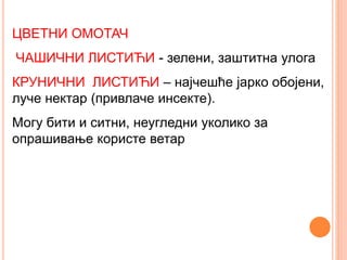 ЦВЕТНИ ОМОТАЧ
ЧАШИЧНИ ЛИСТИЋИ - зелени, заштитна улога
КРУНИЧНИ ЛИСТИЋИ – најчешће јарко обојени,
луче нектар (привлаче инсекте).
Могу бити и ситни, неугледни уколико за
опрашивање користе ветар
 