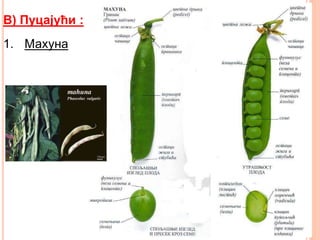 В) Пуцајући :
1. Махуна
 