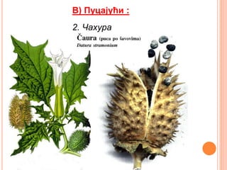 В) Пуцајући :
2. Чахура
 