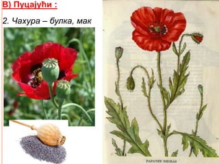 В) Пуцајући :
2. Чахура – булка, мак
 