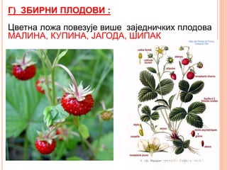 Г) ЗБИРНИ ПЛОДОВИ :
Цветна ложа повезује више заједничких плодова
МАЛИНА, КУПИНА, ЈАГОДА, ШИПАК
 