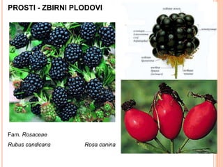 PROSTI - ZBIRNI PLODOVI
Fam. Rosaceae
Rubus candicans Rosa canina
 
