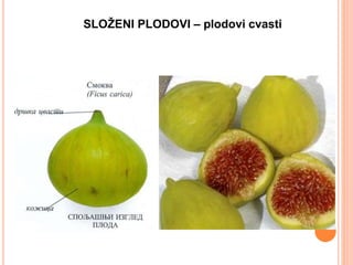 SLOŽENI PLODOVI – plodovi cvasti
 