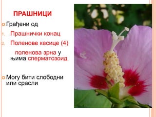 ПРАШНИЦИ
 Грађени од
1. Прашнички конац
2. Поленове кесице (4)
поленова зрна у
њима сперматозоид
 Могу бити слободни
или срасли
 