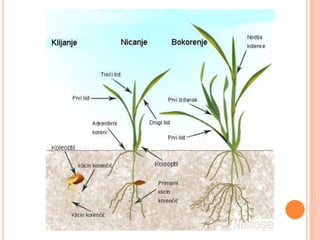 цвет плод-семе