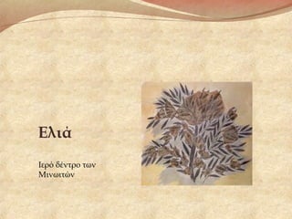 Ελιά
Ιερό δέντρο των
Μινωιτών
 