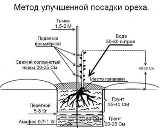 Cхема посадки ореха по методу Николая Киктенко