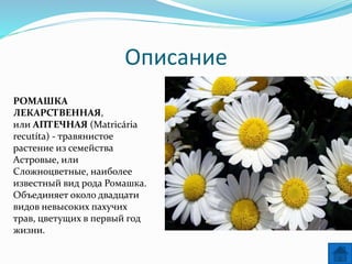 Описание
РОМАШКА
ЛЕКАРСТВЕННАЯ,
или АПТЕЧНАЯ (Matricária
recutíta) - травянистое
растение из семейства
Астровые, или
Сложноцветные, наиболее
известный вид рода Ромашка.
Объединяет около двадцати
видов невысоких пахучих
трав, цветущих в первый год
жизни.
 