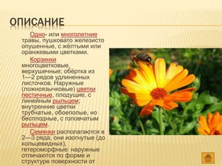 ОПИСАНИЕ
Одно- или многолетние
травы, пушковато железисто
опушенные, с жёлтыми или
оранжевыми цветками.
Корзинки
многоцветковые,
верхушечные; обёртка из
1—2 рядов удлиненных
листочков. Наружные
(ложноязычковые) цветки
пестичные, плодущие, с
линейным рыльцем;
внутренние цветки
трубчатые, обоеполые, но
бесплодные, с головчатым
рыльцем.
Семянки располагаются в
2—3 ряда, они изогнутые (до
кольцевидных),
гетероморфные: наружные
отличаются по форме и
структуре поверхности от
 