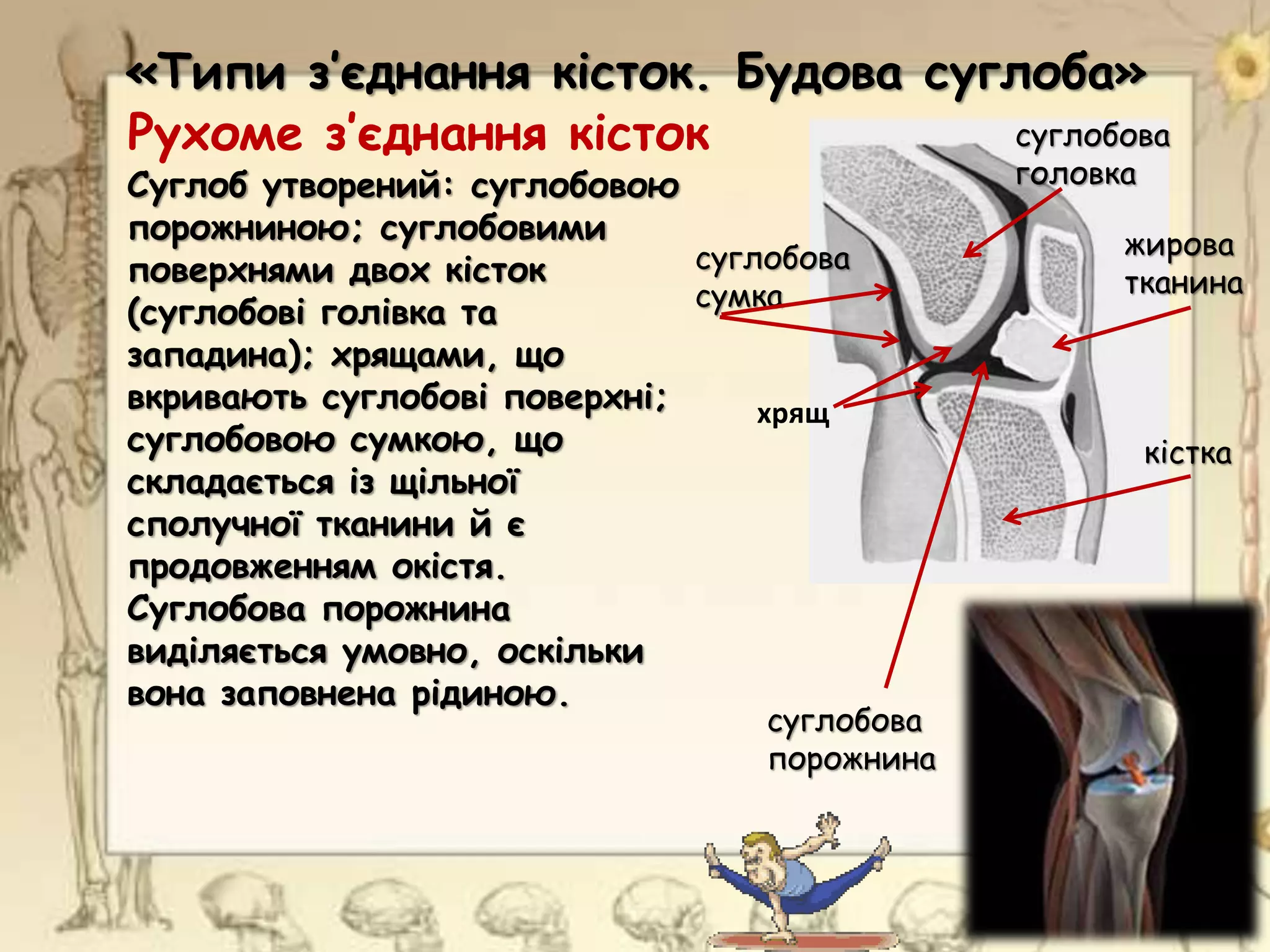 суглобова
головка
жирова
тканина
кістка
суглобова
порожнина
Рухоме з’єднання кісток
хрящ
«Типи з’єднання кісток. Будова суглоба»
Суглоб утворений: суглобовою
порожниною; суглобовими
поверхнями двох кісток
(суглобові голівка та
западина); хрящами, що
вкривають суглобові поверхні;
суглобовою сумкою, що
складається із щільної
сполучної тканини й є
продовженням окістя.
Суглобова порожнина
виділяється умовно, оскільки
вона заповнена рідиною.
суглобова
сумка
 