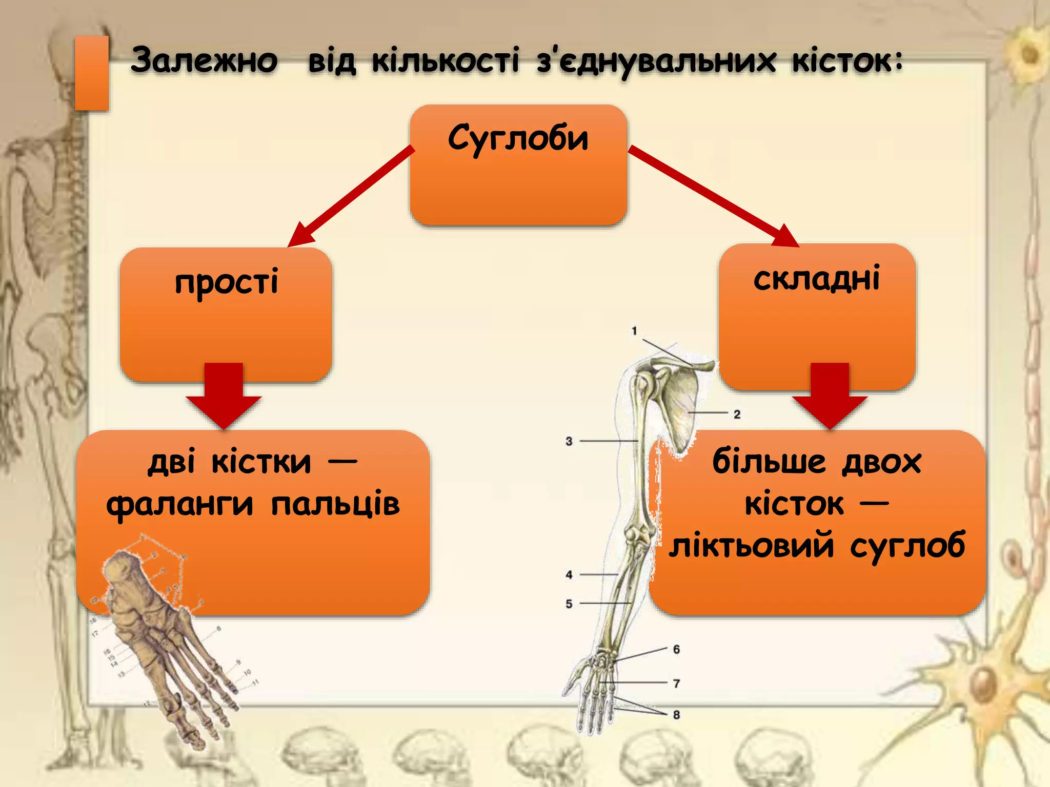 Суглоби
прості складні
дві кістки —
фаланги пальців
більше двох
кісток —
ліктьовий суглоб
Залежно від кількості з’єднувальних кісток:
 
