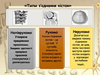 «Типи з’єднання кісток»
Напіврухомо
Утворене
хрящовими
проміжками.
Завдяки здатності
хрящових
проміжків
стискуватися і
розтягуватися
Рухомо
Рухоме з’єднання
кісток – це
суглоб . У
суглоба
опуклість
(головка) однієї
кістки входить у
западину другої.
Нерухомо
Досягається
завдяки такому
з’єднанню
кісток, як шов,
коли численні
виступи однієї
кістки входять
у відповідні
заглибини
іншої.
 