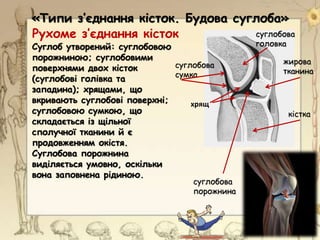 суглобова
головка
жирова
тканина
кістка
суглобова
порожнина
Рухоме з’єднання кісток
хрящ
«Типи з’єднання кісток. Будова суглоба»
Суглоб утворений: суглобовою
порожниною; суглобовими
поверхнями двох кісток
(суглобові голівка та
западина); хрящами, що
вкривають суглобові поверхні;
суглобовою сумкою, що
складається із щільної
сполучної тканини й є
продовженням окістя.
Суглобова порожнина
виділяється умовно, оскільки
вона заповнена рідиною.
суглобова
сумка
 