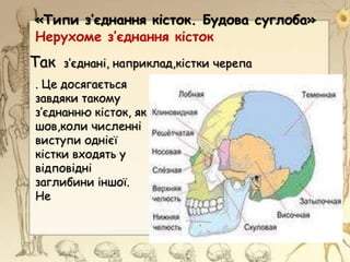 . Це досягається
завдяки такому
з’єднанню кісток, як
шов,коли численні
виступи однієї
кістки входять у
відповідні
заглибини іншої.
Не
Нерухоме з’єднання кісток
«Типи з’єднання кісток. Будова суглоба»
Так з’єднані, наприклад,кістки черепа
 