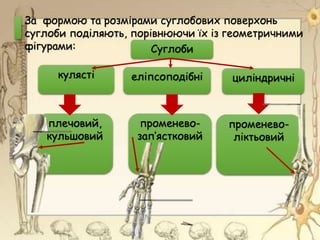 Суглоби
кулясті еліпсоподібні циліндричні
плечовий,
кульшовий
променево-
зап’ястковий
променево-
ліктьовий
За формою та розмірами суглобових поверхонь
суглоби поділяють, порівнюючи їх із геометричними
фігурами:
 