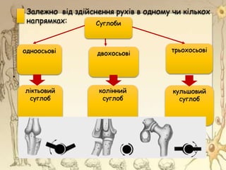 Залежно від здійснення рухів в одному чи кількох
напрямках: Суглоби
одноосьові двохосьові
трьохосьові
ліктьовий
суглоб
колінний
суглоб
кульшовий
суглоб
 