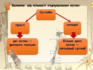 Суглоби
прості складні
дві кістки —
фаланги пальців
більше двох
кісток —
ліктьовий суглоб
Залежно від кількості з’єднувальних кісток:
 
