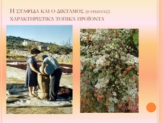 Η ΣΤΑΦΊΔΑ ΚΑΙ Ο ΔΙΚΤΑΜΟΣ (Η ΕΡΩΝΤΑΣ):
ΧΑΡΑΚΤΗΡΙΣΤΙΚΆ ΤΟΠΙΚΆ ΠΡΟΪΌΝΤΑ
 