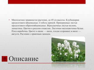 Описание
• Многолетнее травянистое растение, до 45 см высоты. Клубнекорни
продолговато-яйцевидные. Стебель прямой. Прикорневые листья
продолговато-обратнояйцевидные. Верхушечные листья мелкие,
ланцетные. Цветки в рыхлом соцветии. Листочки околоцветника белые.
Плод коробочка. Цветет в июне — июле, плоды созревают в июле —
августе. Растение с приятным запахом.
 