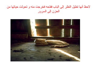 ‫من‬ ‫حياتها‬ ‫تحولت‬ ‫و‬ ‫منه‬ ‫فخرجت‬ ‫ففتحه‬ ‫الباب‬ ‫إلى‬ ‫النظر‬ ‫تطيل‬ ‫أنها‬ ‫لحظ‬
‫السرور‬ ‫إلى‬ ‫الحزن‬
 