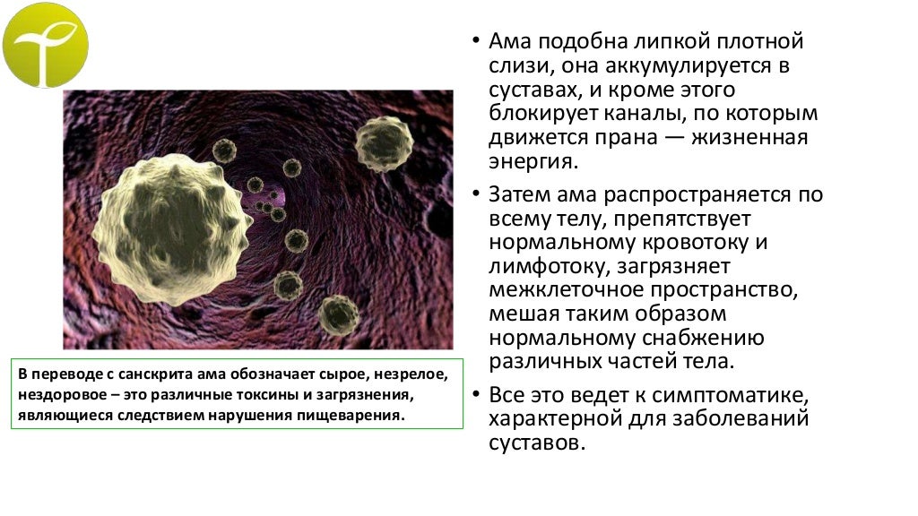 плотная слизистая. плотная слизистая. строение стенки ротовой полости. строение слизистой оболочки анатомия. плотная слизистая.