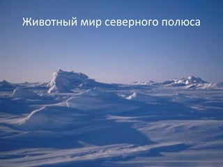 Животный мир северного полюса
 