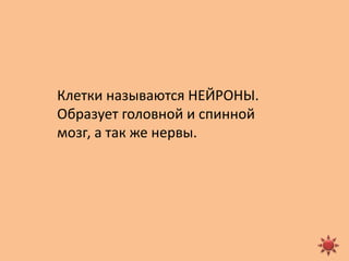  Ткани живых организмов