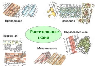  Ткани живых организмов