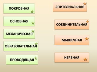 ПОКРОВНАЯ
СОЕДИНИТЕЛЬНАЯ
МЫШЕЧНАЯ
МЕХАНИЧЕСКАЯ
ПРОВОДЯЩАЯ
ОБРАЗОВАТЕЛЬНАЯ
НЕРВНАЯ
ОСНОВНАЯ
ЭПИТЕЛИАЛЬНАЯ
 