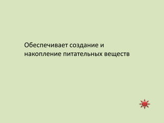 Обеспечивает создание и
накопление питательных веществ
 