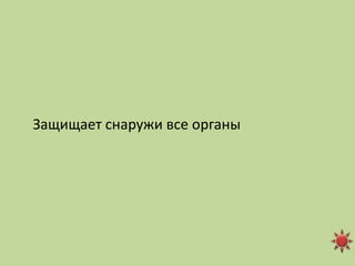 Защищает снаружи все органы
 