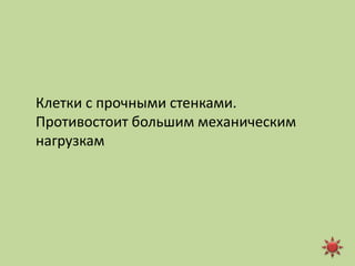 Клетки с прочными стенками.
Противостоит большим механическим
нагрузкам
 