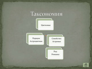 Цветковые
Порядок
Астроцветные
Семейство:
Астровые
Род:
Ромашка
 