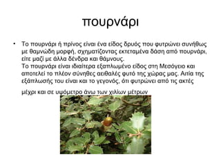 πουρνάρι
• Το πουρνάρι ή πρίνος είναι ένα είδος δρυός που φυτρώνει συνήθως
με θαμνώδη μορφή, σχηματίζοντας εκτεταμένα δάση από πουρνάρι,
είτε μαζί με άλλα δένδρα και θάμνους.
Το πουρνάρι είναι ιδιαίτερα εξαπλωμένο είδος στη Μεσόγειο και
αποτελεί το πλέον σύνηθες αειθαλές φυτό της χώρας μας. Αιτία της
εξάπλωσής του είναι και το γεγονός, ότι φυτρώνει από τις ακτές
μέχρι και σε υψόμετρο άνω των χιλίων μέτρων
 