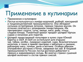Применение в кулинарии
 Применение в кулинарии
 Листья используются в ликёро-водочной, рыбной, консервной
и пищеконцентратной промышленности. Они обладают
сильным остропряным запахом, пряным горьким вкусом. Он
отлично сочетается с розмарином лекарственным. Им
приправляют салаты, супы, овощи, мясо, рыбу, птицу,
сладкие блюда. Пикантный аромат придаёт шалфей тёртым
сырам и начинкам для пирогов.
 Шалфей лекарственный популярен в кухне стран Южной
Европы и США. В США их используют для отдушки
чая, табака, колбас, ливерных изделий, сыра, безалкогольных
напитков, а также в пряной приправе к зайчатине и свинине,
рубленому мясу, почкам, дичи и ветчине. Особым образом
употребляют растение в Китае, заваривая как чай. В пищевой
промышленности России листья растения добавляют в
пряную и маринованную сельдь. Во многих странах сушеный
шалфей включают в состав пряных смесей.
 