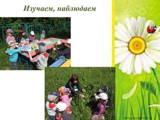 Изучаем, наблюдаем
 