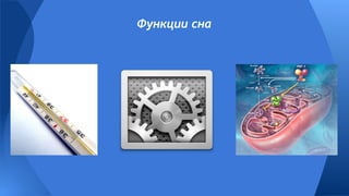 Функции сна
 