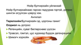 нойр булчирхай | PPT