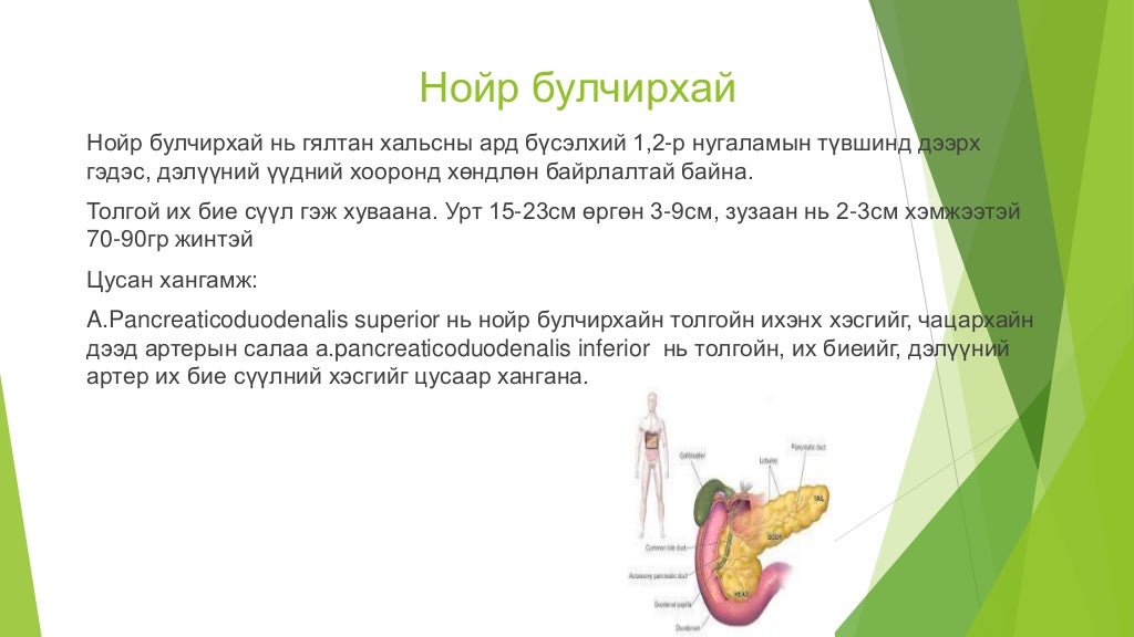 нойр булчирхай