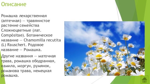 Почему ромашка называется ромашкой. Описание ромашки. культурные ромашки названия. проект ромашка с именами. ромашка аптечная формула цветка.
