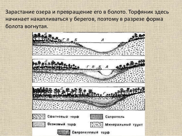 Зарастание озера