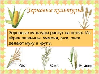Зерновые культуры
Зерновые культуры растут на полях. Из
зёрен пшеницы, ячменя, ржи, овса
делают муку и крупу.
Рис Овёс Ячмень
 