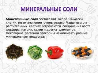 Минеральные соли составляют около 1% массы
клетки, но их значение очень велико. Чаще всего в
растительных клетках встречаются соединения азота,
фосфора, натрия, калия и других элементов.
Некоторые растения способны накапливать разные
минеральные вещества:
 