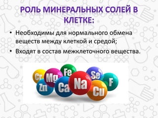 • Необходимы для нормального обмена
веществ между клеткой и средой;
• Входят в состав межклеточного вещества.
 