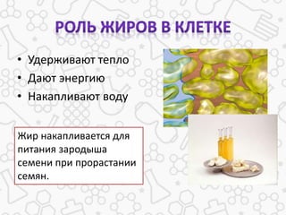 • Удерживают тепло
• Дают энергию
• Накапливают воду
Жир накапливается для
питания зародыша
семени при прорастании
семян.
 