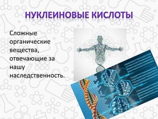 Сложные
органические
вещества,
отвечающие за
нашу
наследственность.
 