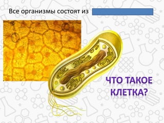 Все организмы состоят из
 